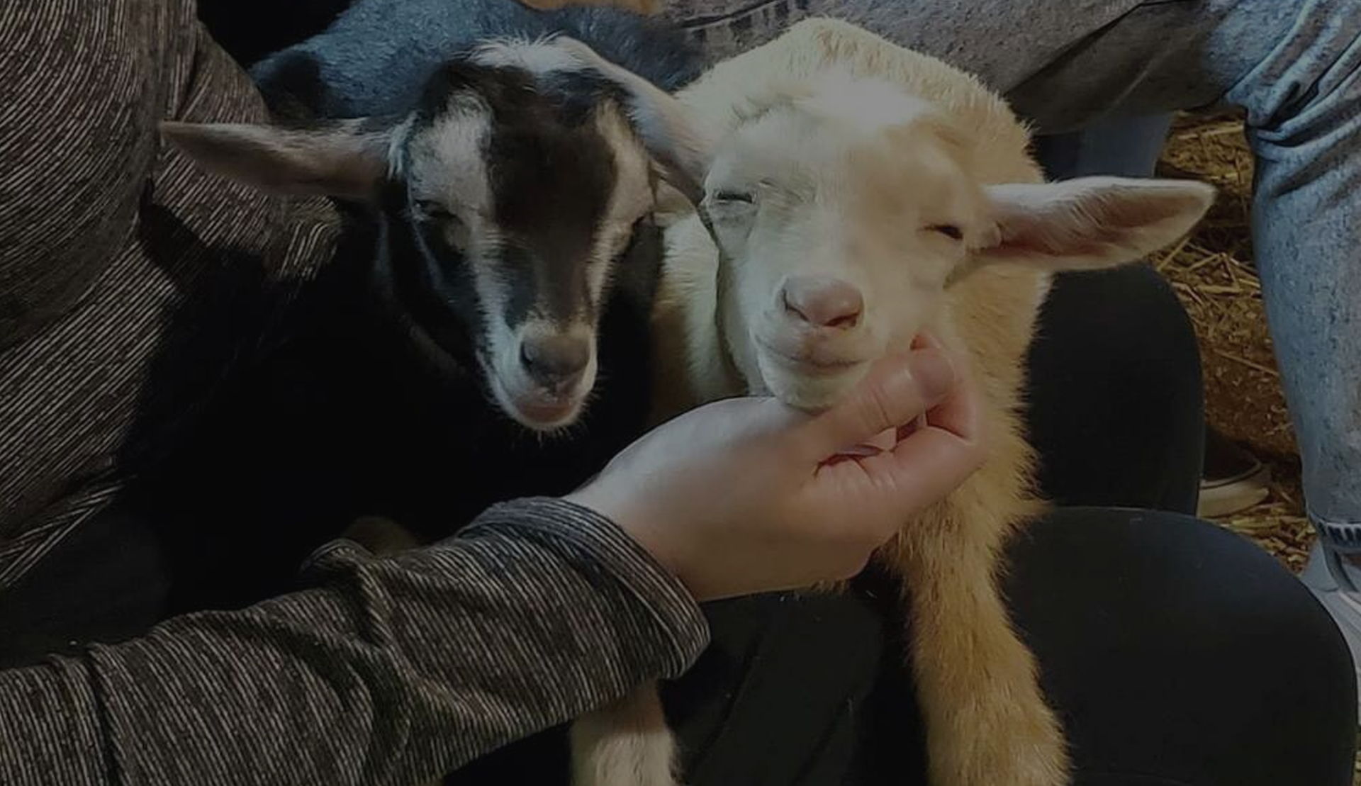 Baby Goat Cuddling and Wine Tour