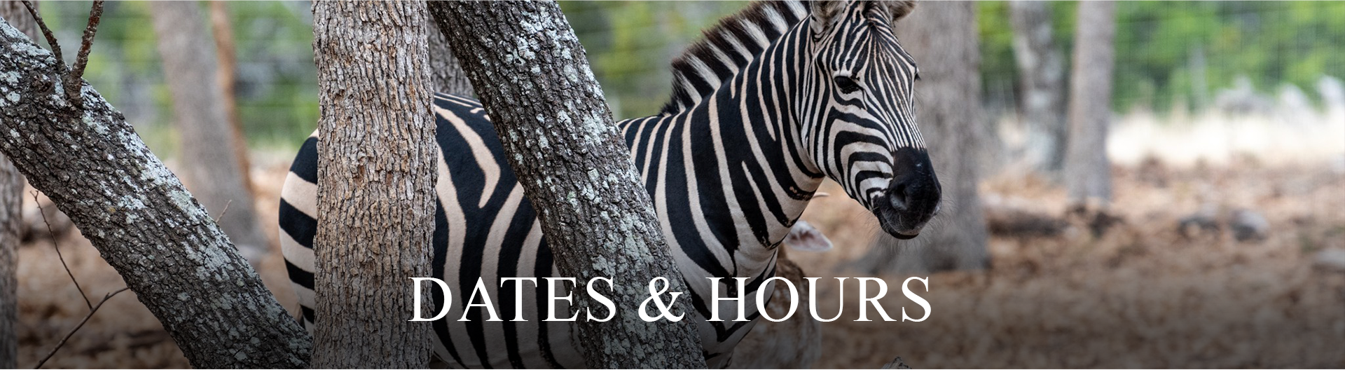 Safari Tours