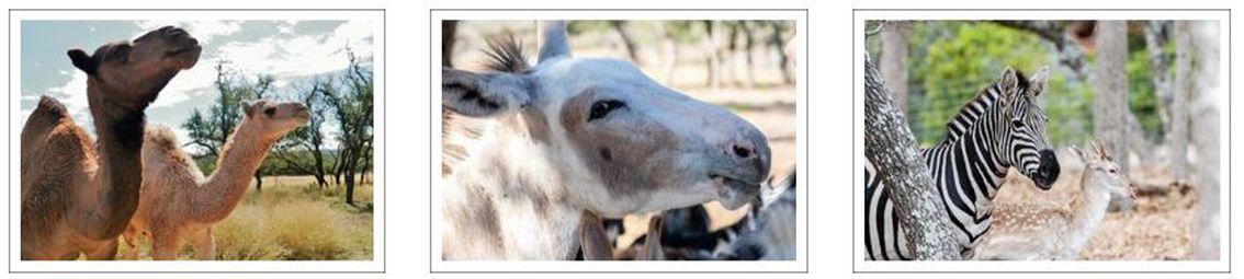 Safari Wine Tour
