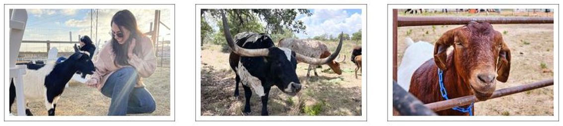 Safari Wine Tour