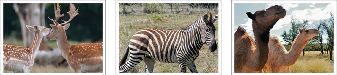 Safari Wine Tour