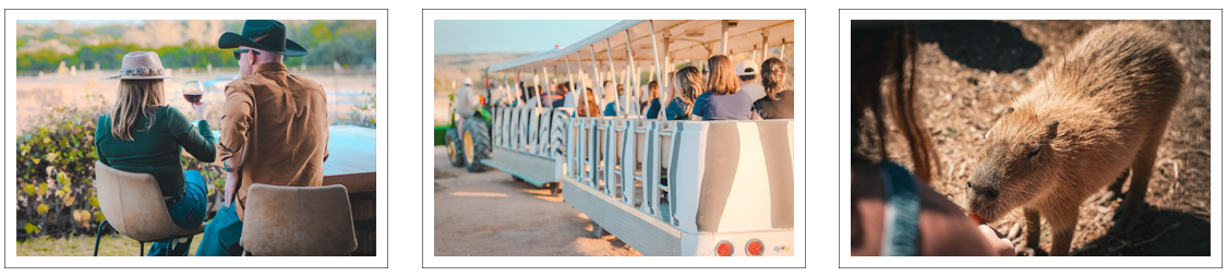 Sip Wine & Meet Capybaras at The Giraffe Winery at Grapetown Vineyard