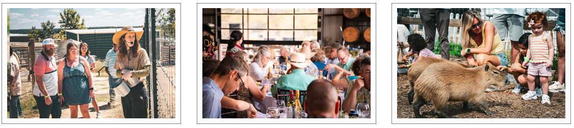 Sip Wine & Meet Capybaras at The Giraffe Winery at Grapetown Vineyard