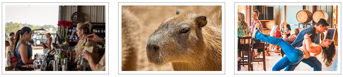 Sip Wine & Meet Capybaras at The Giraffe Winery at Grapetown Vineyard