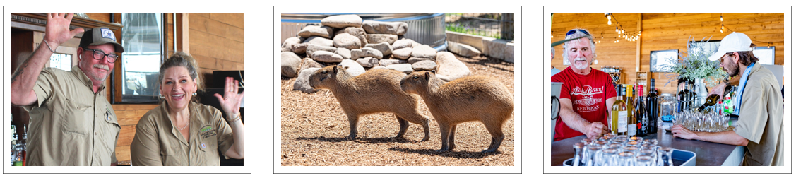 Sip Wine & Meet Capybaras at The Giraffe Winery at Grapetown Vineyard
