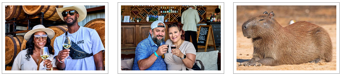 Sip Wine & Meet Capybaras at The Giraffe Winery at Grapetown Vineyard