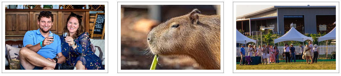 Sip Wine & Meet Capybaras at The Giraffe Winery at Grapetown Vineyard