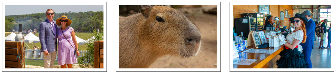 Sip Wine & Meet Capybaras at The Giraffe Winery at Grapetown Vineyard