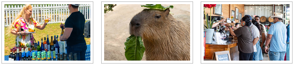 Sip Wine & Meet Capybaras at The Giraffe Winery at Grapetown Vineyard